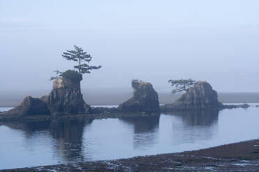 Point Lobos National Reserve, Kalifornien, Vereinigte Staaten von Amerika, Nordamerika - RHPLF03194