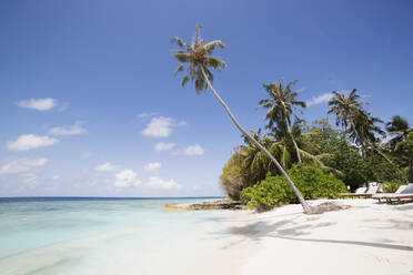 Palm trees lean over white sand, under a blue sky, on Bandos Island in The Maldives, Indian Ocean, Asia - RHPLF03227