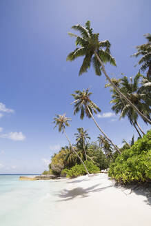 Palm trees lean over white sand, under a blue sky, on Bandos Island in The Maldives, Indian Ocean, Asia - RHPLF03228