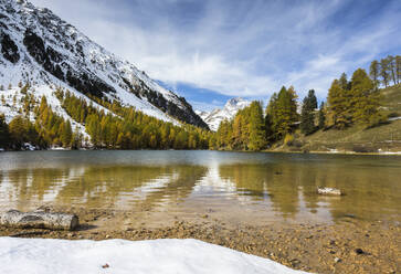 Larch trees reflected in Lai da Palpuogna (Palpuognasee), Bergun, Albula Pass, Canton of Graubunden (Grisons), Switzerland, Europe - RHPLF03230