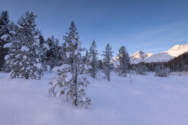 Schneebedeckte Bäume, Lej da Staz, St. Moritz, Engadin, Kanton Graubünden (Grisons), Schweiz, Europa - RHPLF03245