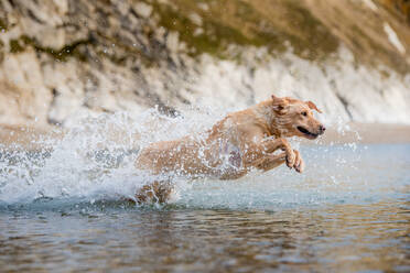 Goldener Labrador schwimmt am Strand in Dorset, England, Vereinigtes Königreich, Europa - RHPLF03254