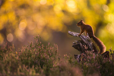 Rotes Eichhörnchen (Sciurus vulgaris) und herbstliche Farben, Cairngorms National Park, Schottland, Vereinigtes Königreich, Europa - RHPLF03260