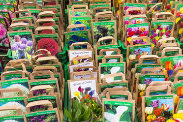 Blumensamen zu verkaufen in Bloemenmarkt, Amsterdam, Niederlande, Europa - RHPLF03281