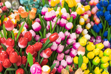 Holzblumen zu verkaufen in Bloemenmarkt, Amsterdam, Niederlande, Europa - RHPLF03282