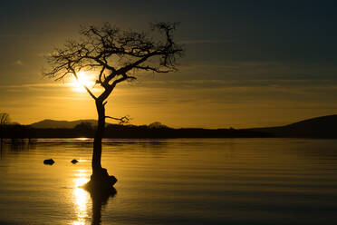 Baum unter Wasser im Loch Lomond bei Sonnenuntergang, Schottland, Vereinigtes Königreich, Europa - RHPLF03299