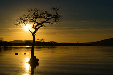 Tree submerged in Loch Lomond at sunset, Scotland, United Kingdom, Europe - RHPLF03299