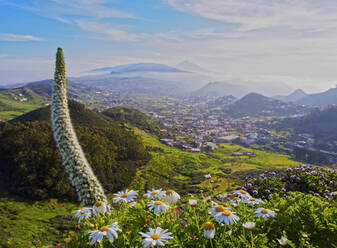 Arrebol tajinaste (Echium simplex), endemische Pflanze, Mirador de Jardina, Insel Teneriffa, Kanarische Inseln, Spanien, Atlantik, Europa - RHPLF03326