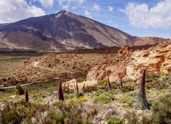 Tajinaste Rojo (Echium Wildpretii), endemische Pflanze, im Hintergrund der Teide, Teide-Nationalpark, UNESCO-Weltkulturerbe, Teneriffa, Kanarische Inseln, Spanien, Europa - RHPLF03338