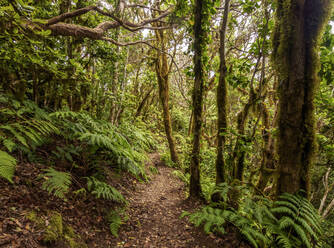 Bosque Encantado, Lorbeerwald, Ländlicher Park Anaga, Insel Teneriffa, Kanarische Inseln, Spanien, Europa - RHPLF03341