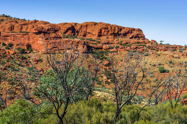 Die Fauna erholt sich von den Waldbränden im Kings Canyon, Nordterritorium, Australien, Pazifik - RHPLF03398