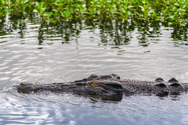 Salzwasserkrokodil in Kakadu, Nördliches Territorium, Australien, Pazifik - RHPLF03401