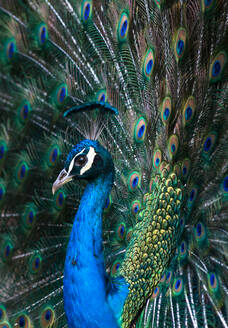 Indischer Pfau (Pavo Cristatus) bei der Gefiederpflege im Zoo von Barcelona, Katalonien, Spanien, Europa - RHPLF03405