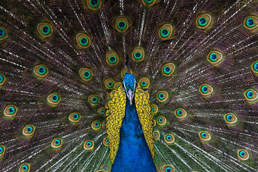 Indian Peacock (Pavo Cristatus) plumage display in the grounds of Barcelona Zoo, Catalonia, Spain, Europe - RHPLF03406