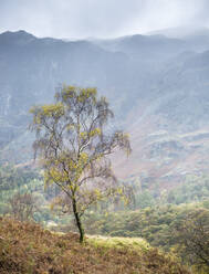 Lone tree, Grange, Lake District, Cumbria, England, United Kingdom, Europe - RHPLF03418