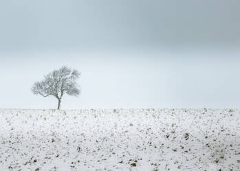 Einsamer Baum, Winterschneeszene, Aldbury, Hertfordshire, England, Vereinigtes Königreich, Europa - RHPLF03419