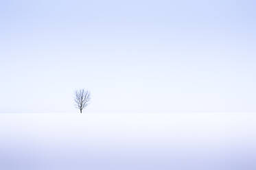 Einsamer Baum, Winterschneeszene, Aldbury, Hertfordshire, England, Vereinigtes Königreich, Europa - RHPLF03420