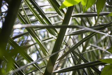Close-up of a palm leaf, Fuerteventura, Spain - ABZF02532