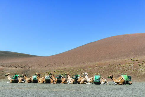 Kamele rasten auf Lanzarote - KIJF02624