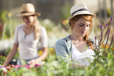 Beautiful young woman taking care of plants and flowers in the greenhouse - JSRF00559