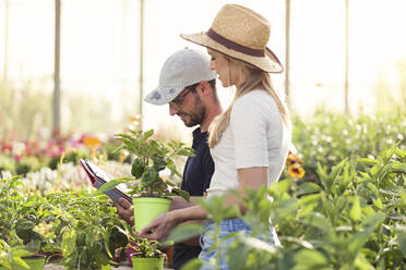 Young woman and man working with tablet in a greenhouse - JSRF00562