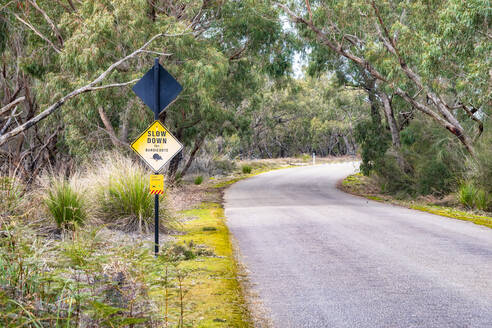 Bandicoots kreuzen Schild am Straßenrand inmitten von Bäumen, Victoria, Australien - SMAF01323