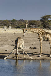 Giraffe (Giraffa Camelopardalis), Mutter beobachtet ihr Baby beim Trinken, Etosha-Nationalpark, Namibia, Afrika - RHPLF03422