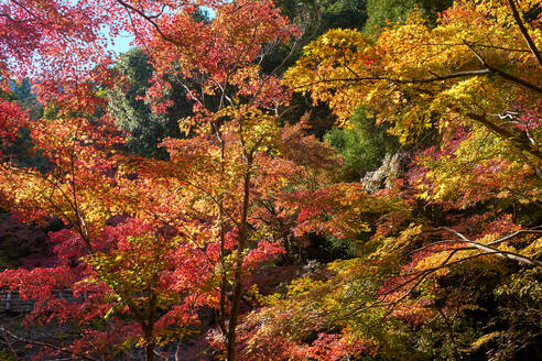 Japanische Ahornbäume im Herbst, in Arashiyama, Kyoto, Japan, Asien - RHPLF03429