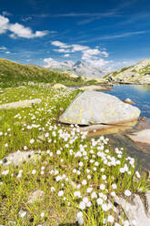 Cotton grass on the shore of lake Bergsee, Spluga Pass, canton of Graubunden, Switzerland, Europe - RHPLF03501