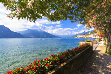 Blumen am Seeufer von Bellagio, Provinz Como, Comer See, Italienische Seen, Lombardei, Italien, Europa - RHPLF03557