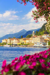 Blumen am Seeufer von Bellagio, Provinz Como, Comer See, Italienische Seen, Lombardei, Italien, Europa - RHPLF03558