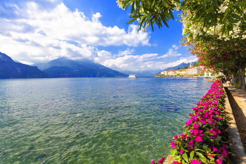 Blumen am Seeufer von Bellagio, Provinz Como, Comer See, Italienische Seen, Lombardei, Italien, Europa - RHPLF03560