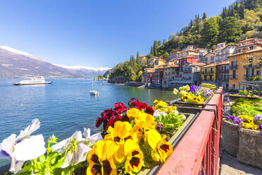 Bunte Blumen am See, Varenna, Provinz Lecco, Comer See, Italienische Seen, Lombardei, Italien, Europa - RHPLF03565