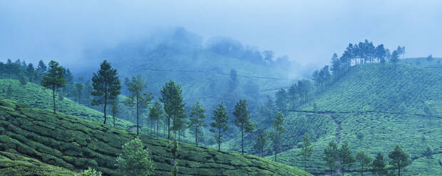 Munnar, Western Ghats Mountains, Kerala, India, Asia - RHPLF03569