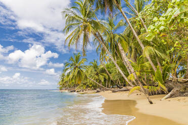 Punta Uva beach in Puerto Viejo, Limon, Costa Rica, Central America - RHPLF03619