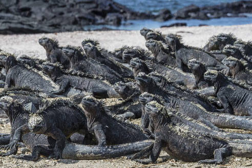 Der endemische Galapagos-Meeresleguan (Amblyrhynchus cristatus) sonnt sich auf der Insel Fernandina, Galapagos, UNESCO-Welterbestätte, Ecuador, Südamerika - RHPLF03693