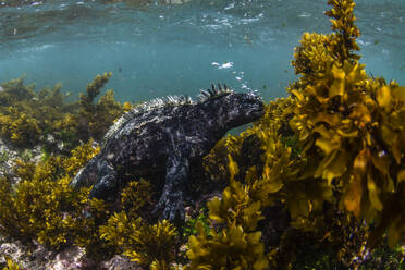 Der endemische Galapagos-Meeresleguan (Amblyrhynchus cristatus) bei der Unterwasserfütterung, Insel Fernandina, Galapagos, UNESCO-Weltnaturerbe, Ecuador, Südamerika - RHPLF03695