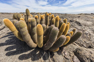 Endemischer Lavakaktus (Brachycereus spp), Insel Fernandina, Galapagos, UNESCO-Weltnaturerbe, Ecuador, Südamerika - RHPLF03696