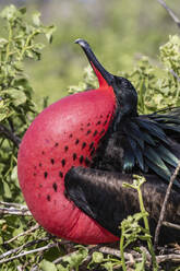 Ausgewachsener männlicher Fregattvogel (Fregata minor) bei der Balz auf der Insel Genovesa, Galapagos, UNESCO-Weltnaturerbe, Ecuador, Südamerika - RHPLF03698