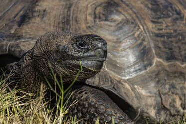 Wild Galapagos giant tortoise (Geochelone elephantopus), in Urbina Bay, Isabela Island, Galapagos, UNESCO World Heritage Site, Ecuador, South America - RHPLF03699