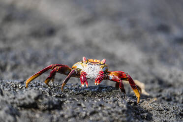 Adult Sally lightfoot crab (Grapsus grapsus) preparing to molt on Fernandina Island, Galapagos, UNESCO World Heritage Site, Ecuador, South America - RHPLF03701