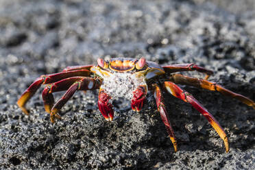 Adult Sally lightfoot crab (Grapsus grapsus), preparing to molt on Fernandina Island, Galapagos, UNESCO World Heritage Site, Ecuador, South America - RHPLF03702