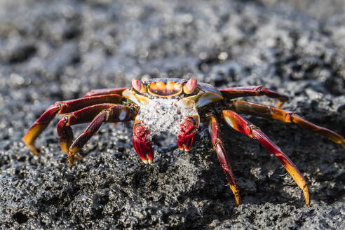 Ausgewachsene Sally-Leichtfußkrabbe (Grapsus grapsus), Vorbereitung auf die Häutung auf der Insel Fernandina, Galapagos, UNESCO-Weltnaturerbe, Ecuador, Südamerika - RHPLF03702