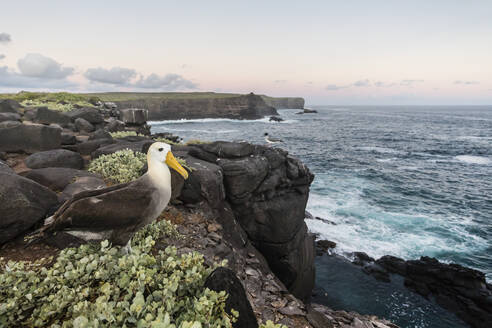 Ausgewachsener Wellenalbatros (Phoebastria irrorata), auf Punta Suarez, Isla Espanola, Galapagos, UNESCO-Weltnaturerbe, Ecuador, Südamerika - RHPLF03704