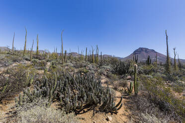 Offene Sonoran-Wüste in der Nähe von Mision de San Francisco de Borja, Baja California, Mexiko, Nordamerika - RHPLF03711