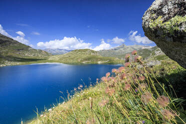 Wild flowers on the shore of alpine lake, Leg Grevasalvas, Julierpass, Maloja, Engadine, Canton of Graubunden, Swiss Alps, Switzerland, Europe - RHPLF03725