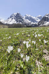 Schneebedeckte Gipfel und Krokusblüten während der Frühlingsblüte, Davos, Sertigtal, Kanton Graubünden, Schweiz, Europa - RHPLF03727