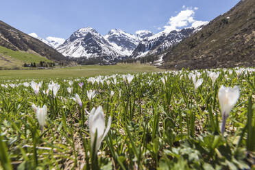 Close up of Crocus flowers during spring bloom, Davos, Sertig Valley, canton of Graubunden, Switzerland, Europe - RHPLF03728