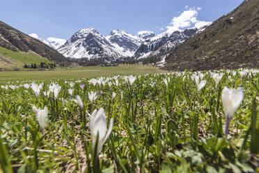 Nahaufnahme von Krokusblüten während der Frühlingsblüte, Davos, Sertigtal, Kanton Graubünden, Schweiz, Europa - RHPLF03728