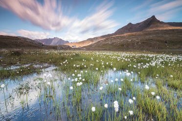 Sunrise on fields of cotton grass, Gavia Pass, Valfurva, Valtellina, Lombardy, Italy, Europe - RHPLF03732